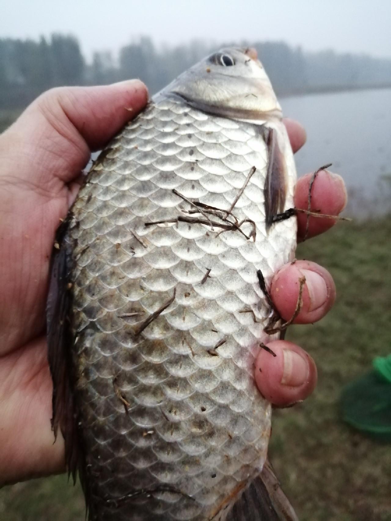 科技重塑垂釣樂趣，智能垂釣時代全新體驗技巧揭秘