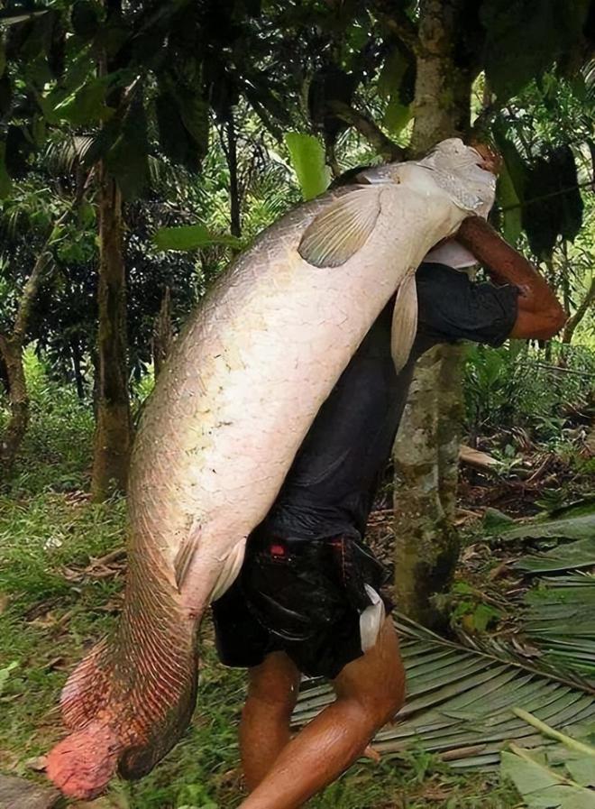 巨骨舌魚價格揭秘，小巷深處的獨特美食體驗