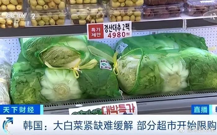 山東白菜價格行情深度解析，最新價格動態(tài)及分析預(yù)測