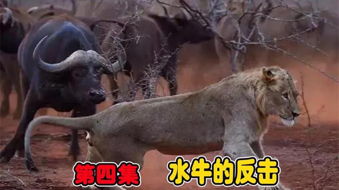 獅王邂逅自然美景，一場(chǎng)輕松之旅