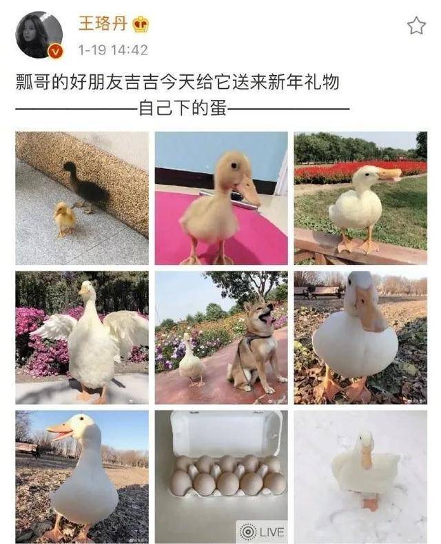 最新鴨子網(wǎng)使用指南，任務(wù)完成與技能提升攻略