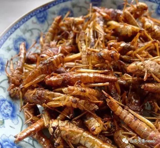 揭秘蝗蟲最新動態(tài)，如何觀看與學(xué)習(xí)關(guān)于蝗蟲最新視頻資訊